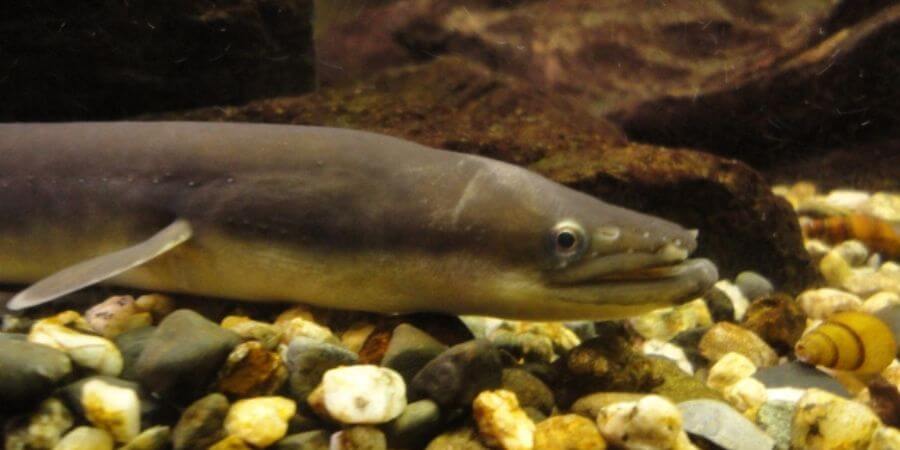 ウナギ養殖のプロが選ぶ【林兼産業】ウナギのエサ！幅広い魚種にも対応