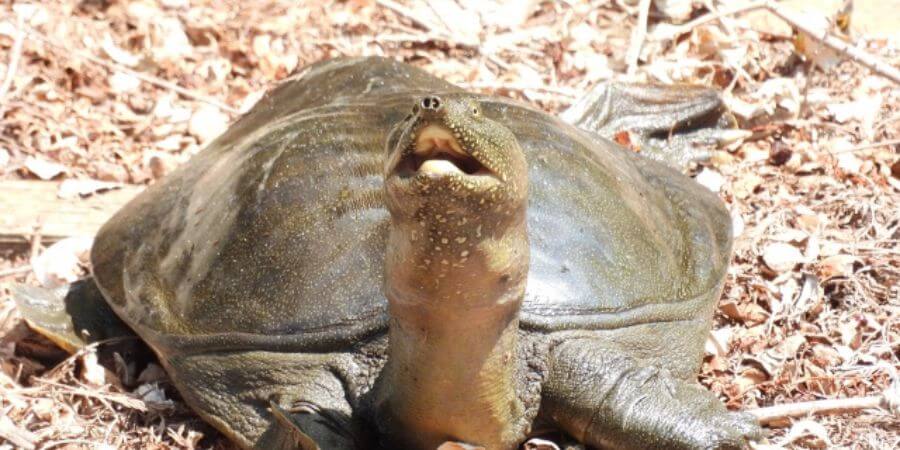 スッポン養殖の始め方｜餌や飼料の選び方から環境管理までのガイド -  海水魚用飼料・淡水魚用飼料など養魚のエサ、家畜のエサ、植物や作物の肥料の情報・生育情報 | 飼料・肥料販売店 富士